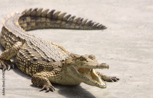 Foto: krokodil krokodil