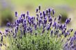 Lavender flowers