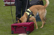 Dog training Dog training