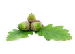 acorns on oak leaves
