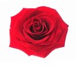 canvas print picture - red rose