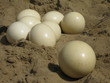 Eier vom Vogel Strauß