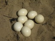 Eier vom Vogel Strauß