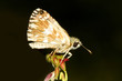 farfalla