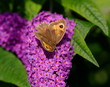 Photo: Meadow Brown butterfly on buddleia Meadow Brown butterfly on buddleia