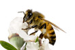 Photo: Bee, Apis mellifera on Australian Tea-tree flower Bee, Apis mellifera on Australian Tea-tree flower