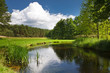 Summer view of the river in forest Summer view of the river in forest
