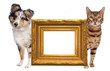 Cat and dog side to side Cat and dog side to side