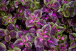 croton