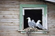 Seagull  family - Black-legged Kittiwake - Rissa tridactyla