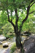 日本庭園