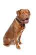 French mastiff