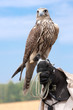 a falcon on handlers hand a falcon on handlers hand