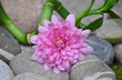 Rosa Blume auf Steinen mit Bambus