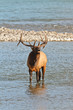 Bugling bull elk, cervus canadensis