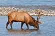 Bull elk, cervus canadensis