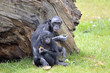 Bonobos