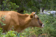 italie; sardaigne; ogliastra : vache broutant des épineux dans l italie; sardaigne; ogliastra : vache broutant des épineux dans l