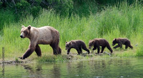 Photo: Female Alaskan brown bear with cubs Female Alaskan brown bear with cubs