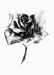Black rose