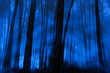 Blue foggy pine woods