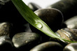 steine mit blatt und tropfen steine mit blatt und tropfen