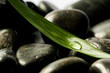 steine mit blatt und tropfen steine mit blatt und tropfen