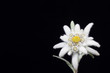 edelweiss