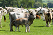 Hungarian grey bulls