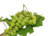 raisin blanc