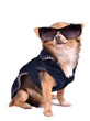 Serious chihuahua dog wearing jacket and black sunglasses