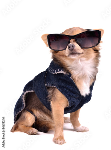 Photo: Serious chihuahua dog wearing jacket and black sunglasses Serious chihuahua dog wearing jacket and black sunglasses