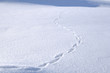 Animal Tracks in the Snow