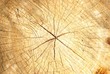 wood texture
