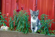 barn kitten