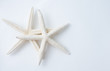 two starfish