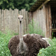 Ostrich