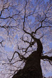 枝垂れ桜