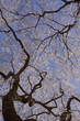 Photo: 枝垂れ桜 枝垂れ桜