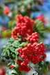 Vogelbeeren