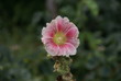 fleur rose isolée