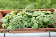 thyme and basil growing in the pot