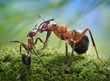 ants feeding, formica rufa on chid care concept ants feeding, formica rufa on chid care concept