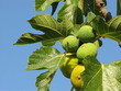 Fichi sull'albero - Figs on the tree