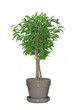 ficus bonsaï