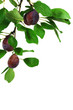 prune_02 prune_02