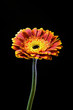 Photo: Gerbera Gerbera