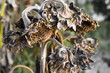 Girasoles secos
