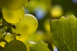 raisin blanc vu de près