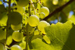 raisin lumineux